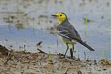 Citrine Wagtail